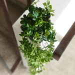 Cissus striata / Cissus pasiasty