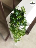 Cissus striata / Cissus pasiasty