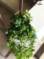Cissus striata / Cissus pasiasty - obrazek 8