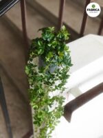 Cissus striata / Cissus pasiasty - obrazek 7