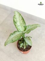 Dieffenbachia / Difenbachia TROPICAL TIKI - obrazek 2