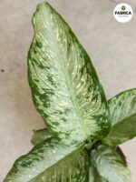 Dieffenbachia / Difenbachia TROPICAL TIKI - obrazek 6