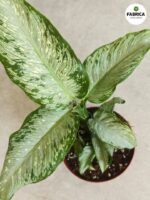 Dieffenbachia / Difenbachia TROPICAL TIKI - obrazek 5