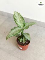 Dieffenbachia / Difenbachia TROPICAL TIKI - obrazek 4