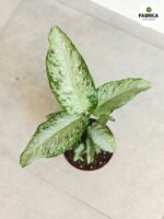 Dieffenbachia / Difenbachia TROPICAL TIKI