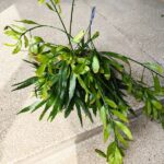 Disocactus quetzaltecus - wiszący kwitnący sukulent XXL - obrazek 3