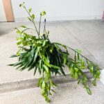 Disocactus quetzaltecus - wiszący kwitnący sukulent XXL