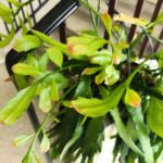 Disocactus quetzaltecus - wiszący kwitnący sukulent XXL - obrazek 8