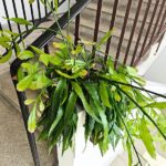 Disocactus quetzaltecus - wiszący kwitnący sukulent XXL - obrazek 7