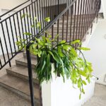 Disocactus quetzaltecus - wiszący kwitnący sukulent XXL - obrazek 6