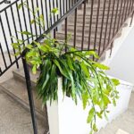 Disocactus quetzaltecus - wiszący kwitnący sukulent XXL - obrazek 5