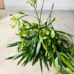 Disocactus quetzaltecus - wiszący kwitnący sukulent XXL - obrazek 4