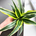 Dracaena deremensis 'Lemon Surprice' / Dracena - obrazek 13
