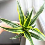 Dracaena deremensis 'Lemon Surprice' / Dracena