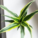 Dracaena deremensis 'Lemon Surprice' / Dracena - obrazek 16