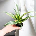 Dracaena deremensis 'Lemon Surprice' / Dracena - obrazek 15