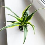 Dracaena deremensis 'Lemon Surprice' / Dracena - obrazek 14