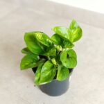 Epipremnum 'Global Green'