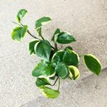 Epipremnum Manjula Poonsin - obrazek 2