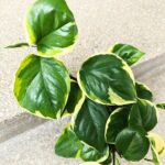 Epipremnum Manjula Poonsin