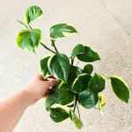 Epipremnum Manjula Poonsin - obrazek 6