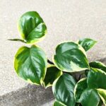 Epipremnum Manjula Poonsin - obrazek 8