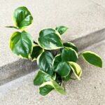 Epipremnum Manjula Poonsin - obrazek 5