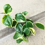 Epipremnum Manjula Poonsin - obrazek 4