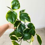 Epipremnum Manjula Poonsin - obrazek 3