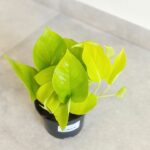 Epipremnum pinnatum Neon