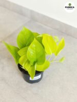 Epipremnum pinnatum Neon