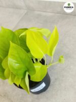 Epipremnum pinnatum Neon - obrazek 4