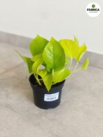Epipremnum pinnatum Neon - obrazek 5