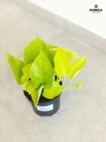 Epipremnum pinnatum Neon - obrazek 3