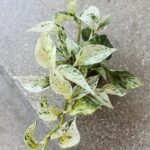 Epipremnum Snow Leopard