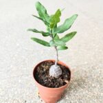 Fockea Edula - kaktus z RPA - obrazek 9