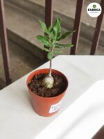 Fockea Edula - kaktus z RPA - obrazek 8