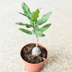 Fockea Edula - kaktus z RPA