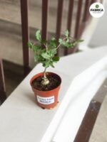 Fockea Edula - kaktus z RPA - obrazek 7