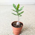 Fockea Edula - kaktus z RPA - obrazek 10