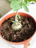 Fockea Edula - kaktus z RPA - obrazek 6