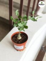 Fockea Edula - kaktus z RPA - obrazek 5