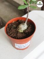 Fockea Edula - kaktus z RPA - obrazek 4