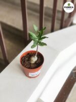 Fockea Edula - kaktus z RPA - obrazek 2