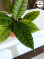 Hoja / Hoya callistophylla KAL 16 - obrazek 7