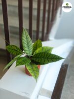 Hoja / Hoya callistophylla KAL 16 - obrazek 2