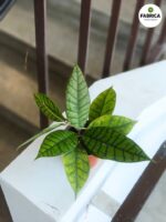 Hoja / Hoya callistophylla KAL 16 - obrazek 5