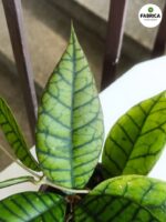 Hoja / Hoya callistophylla KAL 16 - obrazek 6