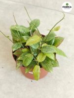 Hoja / Hoya fitchii M - obrazek 2