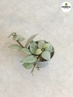 Hoya krohniana Eskimo S / Hoja - obrazek 2